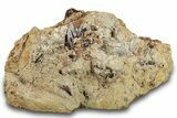 Sandstone With Eleven Teeth, Tendon & Bones - Wyoming #265529-1